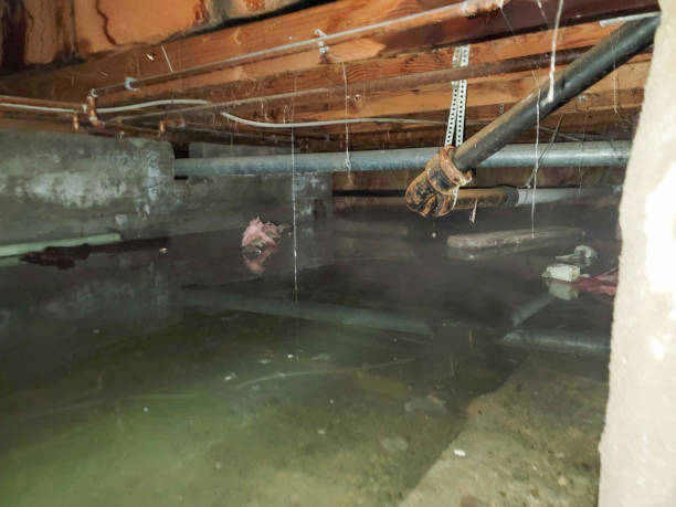 Best Water damage restoration specialists  in Centralia, IL